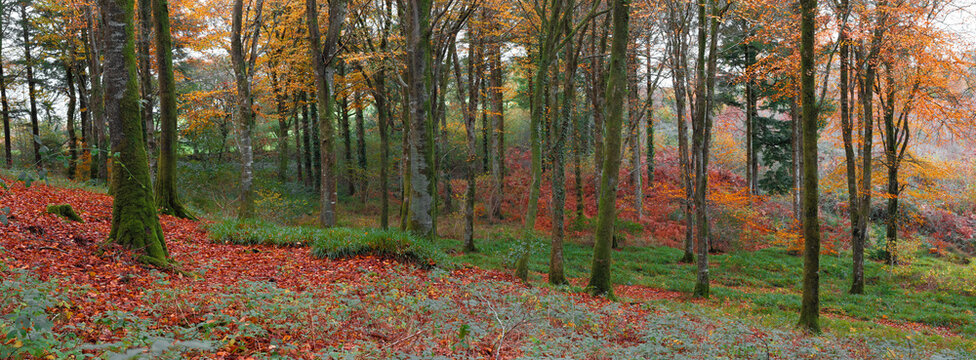autumn woodland at Idless cornwall uk 
