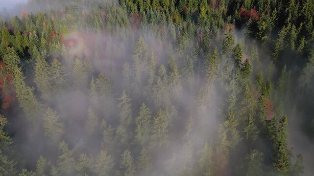 Aerial View of Foggy Autumn Forest in Misty Morning Nature