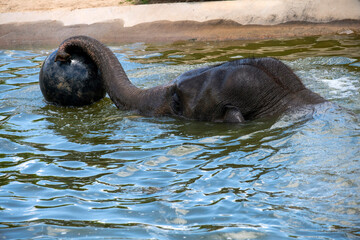 Naklejka premium Asian Elephant (Elephas maximus)