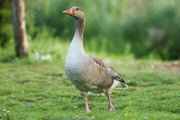 Obraz premium Greylag Goose Walking On Grass - 241A4120