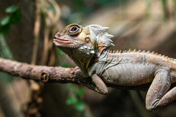 Boyd's forest dragon (Lophosaurus boydii)