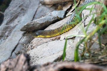 Obraz premium Tiger Snake (Notechis scutatus)