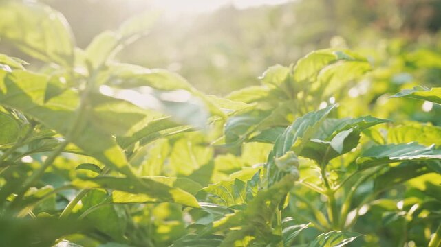 Large basil plants, tulsi, thriving under warm sunlight in cultivated garden. Fragrant green herbs, spices, culinary seasoning, plant-based diet, superfoods, wholesome, nutritious lifestyle.