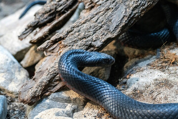 Fototapeta premium Red-bellied Black Snake (Pseudechis porphyriacus)