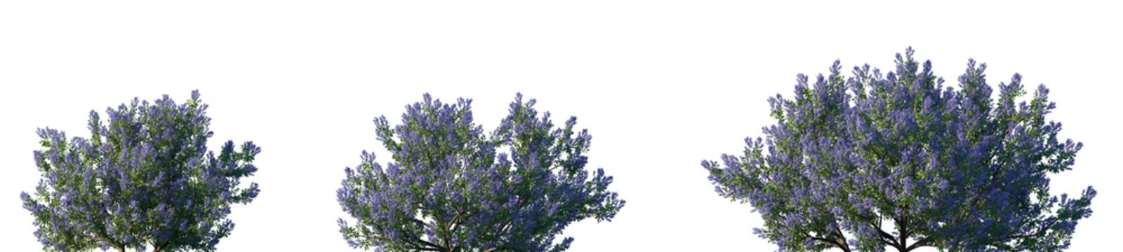Set of California lilac (Ceanothus, buckbrush, soap bush, or just ceanothus) frontal isolated png on a transparent background perfectly cutout high resolution