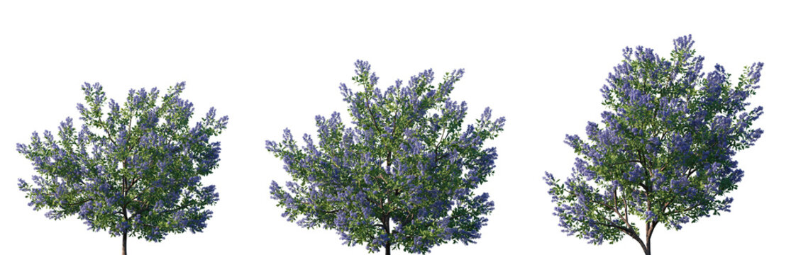 Set of California lilac (Ceanothus, buckbrush, soap bush, or just ceanothus) frontal isolated png on a transparent background perfectly cutout high resolution