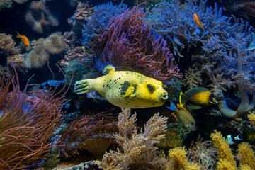 Yellow puffer fish swimming among colorful sea anemone and tropical reef fish © EwaStudio