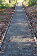 Fototapeta premium Wooden boardwalk through a woodland