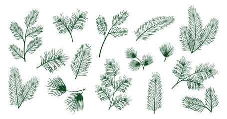 Hand drawn set of detailed pine, spruce and fir branches in monochrome line art, elegant evergreen botanical clipart collection for Christmas, winter and holiday designs
