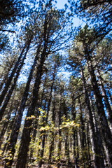 Fototapeta premium Tall trees reach for the blue sky in a forest during a sunny day