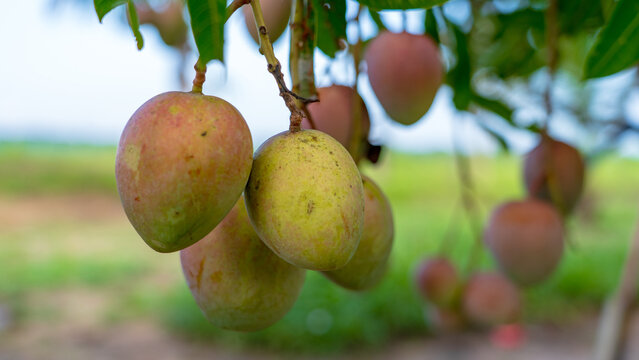 vilad mango fruit. fresh mango fruit