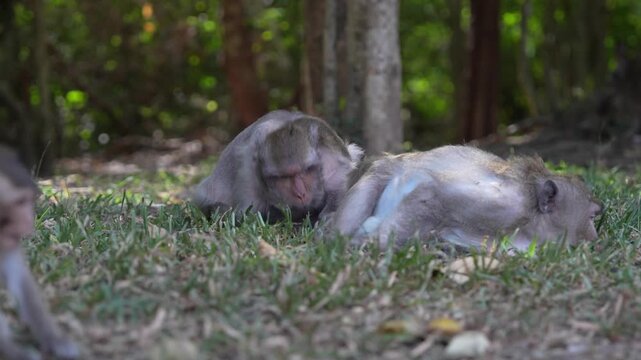 Wild monkeys sitting in natural green habitat