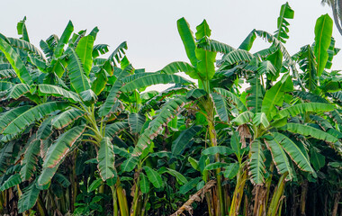 Obraz premium banana