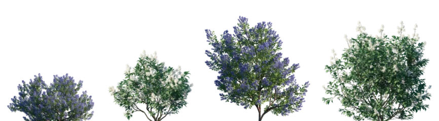 Fototapeten Lila Set of California lilac (Ceanothus) and Ceanothus americanus frontal isolated png on a transparent background perfectly cutout high resolution  © Viktoria