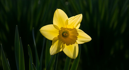 Fototapeta premium Bright Yellow Daffodil Flower Blooming in Spring Sunlight