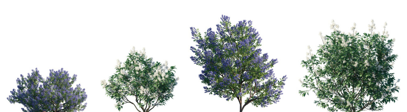 Set of California lilac (Ceanothus) and Ceanothus americanus frontal isolated png on a transparent background perfectly cutout high resolution