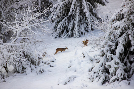 deers in snow