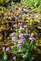 Fototapeta premium Close up of alpine balsam (erinus alpinus) flowers in bloom