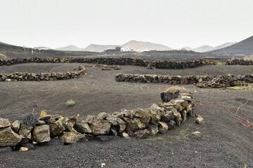 Volcanic landscape in Lanzarote, Spain, featuring traditional curved stone walls built on dark soil with mountains in the background under an overcast sky.