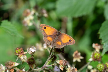 Macro shot of a gatekeeper (pyronia tithonus) butterfly