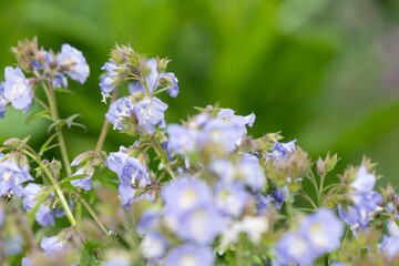 Obraz premium Close up of Jacobs ladder (polemonium caeruleum) flowers in bloom