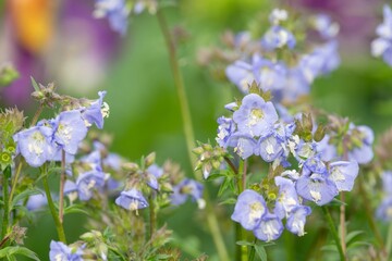 Obraz premium Close up of Jacobs ladder (polemonium caeruleum) flowers in bloom