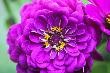 Purple zinnia blossoms glow in soft sunlight. Cheerfulness and natural elegance.