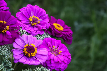 Obraz premium Purple zinnia blossoms reveal soft patterns under bright light. Delicacy and floral charm.