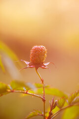 Obraz premium Rubus illecebrosus berries stands out against green foliage. Organic growth and summer richness.
