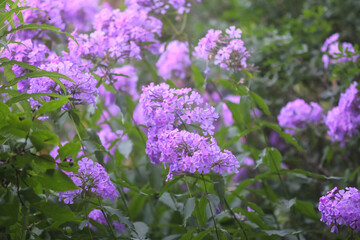 Obraz premium Purple Phlox paniculata flowers bloom in a sunny garden.