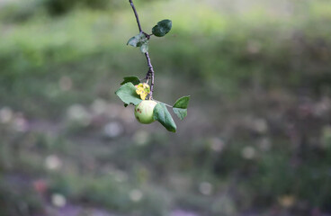 Fototapeta premium Juicy apples hanging on the tree in summer. Calm countryside atmosphere.
