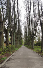 Obraz premium Sunlight illuminates pathways and fresh foliage.