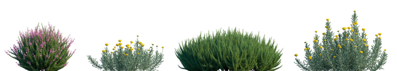 Naklejka premium Set of Calluna vulgaris (Scotch heather) and Santolina chamaecyparissus (cotton lavender or lavender-cotton) png on a transparent background perfectly cutout