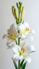 Obraz premium Elegant White Lilies Bloom With Yellow Stamens Against White Background