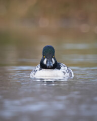 Wildlife photograph of a male common goldeneye swimming directly toward the camera on calm freshwater. The striking black and white plumage, bright yellow eyes and symmetrical head on composition