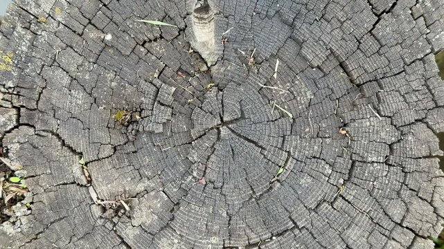Weathered tree stump cross-section near pond, summer park scene showing dark cracked growth rings, radial fissures, pale lichen speckles and damp moss hints muted gray palette and closeup