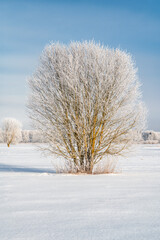 Trees on a field covered with snow on beautiful sunny and frosty winter day