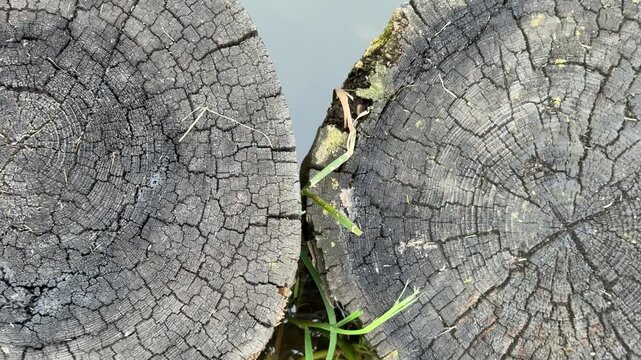 Aged tree stump cross section beside pond closeup view of thick log slice with deep radial rings, weathered gray wood, network of cracks, yellow lichen growth along rim, wet surface.