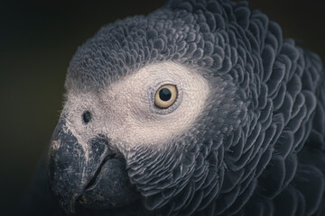 Portrait en gros plan d’un perroquet gris du Gabon (gris d’Afrique) © JP Dullin