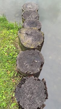 Stepping stump path along pond grass, aerial view showing row of weathered log slices driven into bank forming rustic crossing, green moss and damp soil edging calm water surface with subtle.