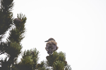 Back Of A Northern Nutcracker (Nucifraga Caryocatactes)