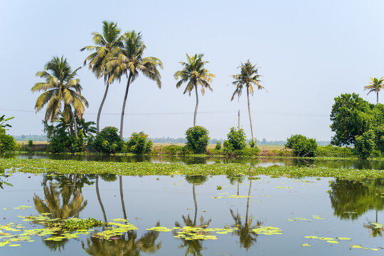 A group of tall palm trees and dense green bushes are mirrored on the still surface of a backwater in Alappuzha, Kerala. Aquatic plants float on the water beneath a clear, bright sky, creating a lush