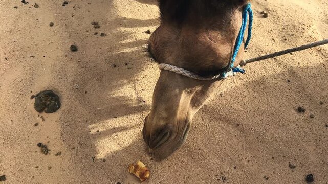 Feeding camel animal with tied rope halter lying in the sandy Sahara Desert