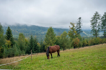 Konie, konie na pastwisku konie na padoku, konie w górach © Follow the Sun