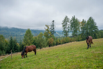 Konie, konie na pastwisku konie na padoku, konie w górach © Follow the Sun