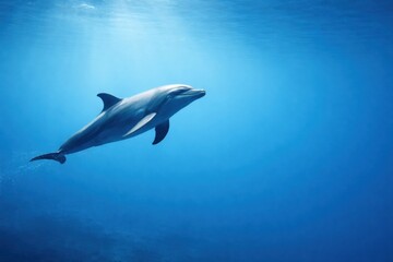 Obraz premium Dolphin Swims Gracefully in Clear Blue Ocean Water During Midday, Showcasing Its Natural Habitat Underwater