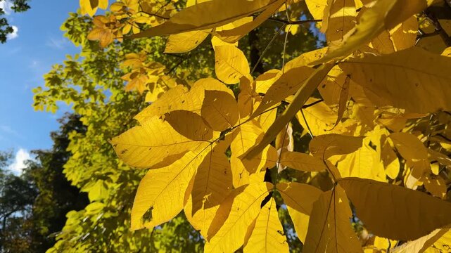 Yellow golden autumn foliage shagbark hickory tree or carya ovata.