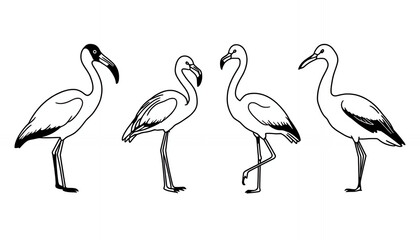 Obraz premium A black and white illustration of four flamingos standing in a row