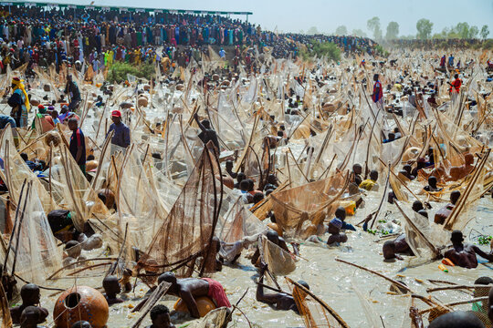 Argungu, Nigeria - 14 February 2026: Argungu International Fishing And Cultural Festival where hundreds plunge into murky waters with catch fish.