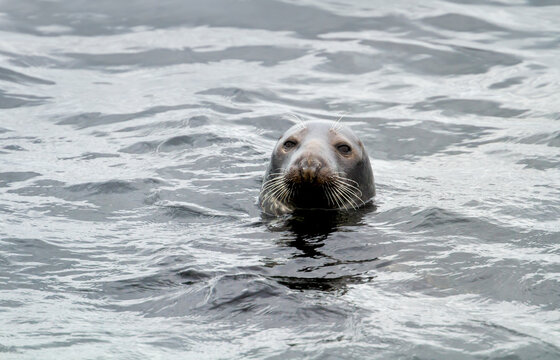 Common or harbour seal swimming in water with only its head above the surface